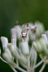 Ovateleaf Indian plantain